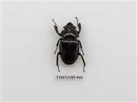 藏品(鬼艷鍬形蟲)的圖片